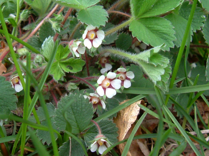 Potentilla micrantha / Cinquefoglia fragola-secca